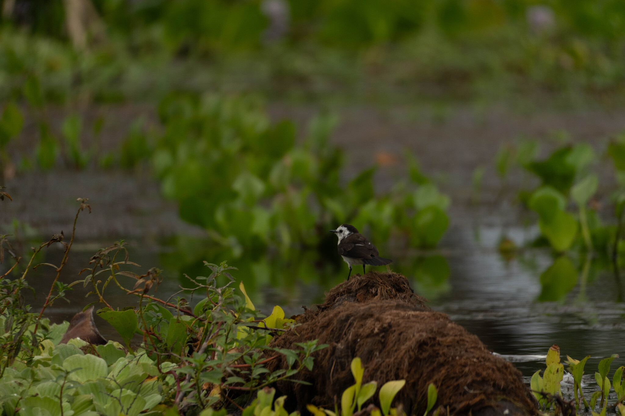 Pied Water Tyrant (Fluvicola pica), photo 10