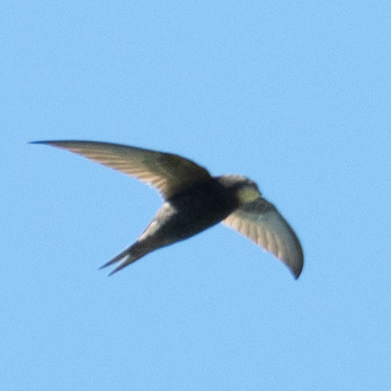 Apus apus (Linnaeus, 1758)