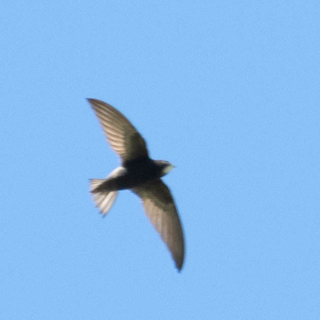 Apus apus (Linnaeus, 1758)
