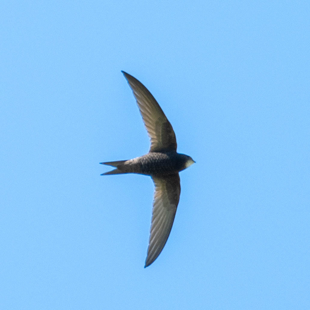 Apus apus (Linnaeus, 1758)