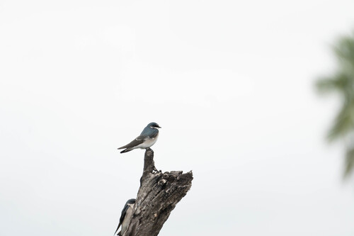 White-rumped Swallow (Tachycineta leucorrhoa), photo 4