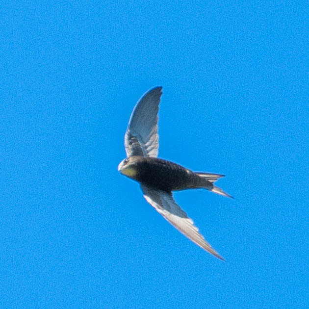 Apus apus (Linnaeus, 1758)