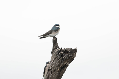 White-rumped Swallow (Tachycineta leucorrhoa), photo 5