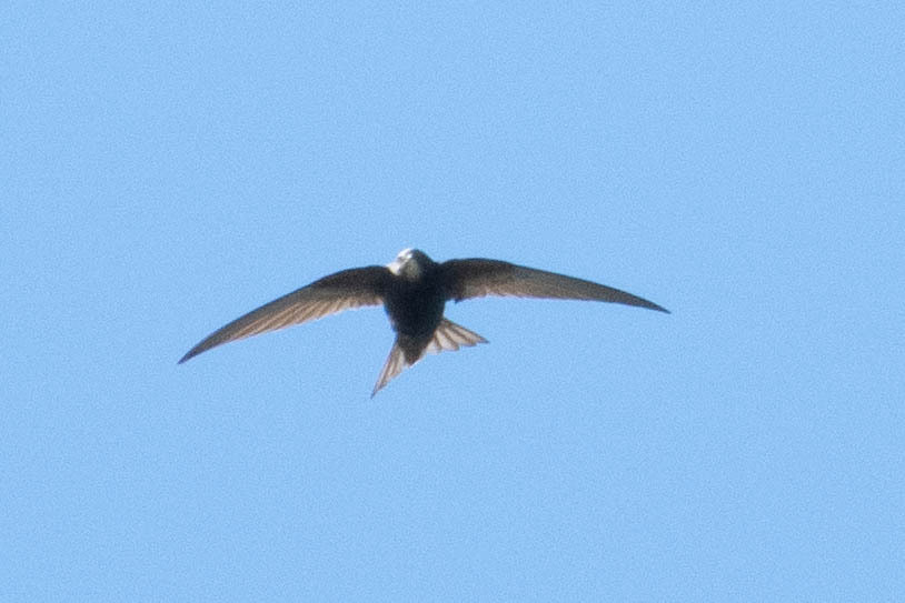 Apus apus (Linnaeus, 1758)