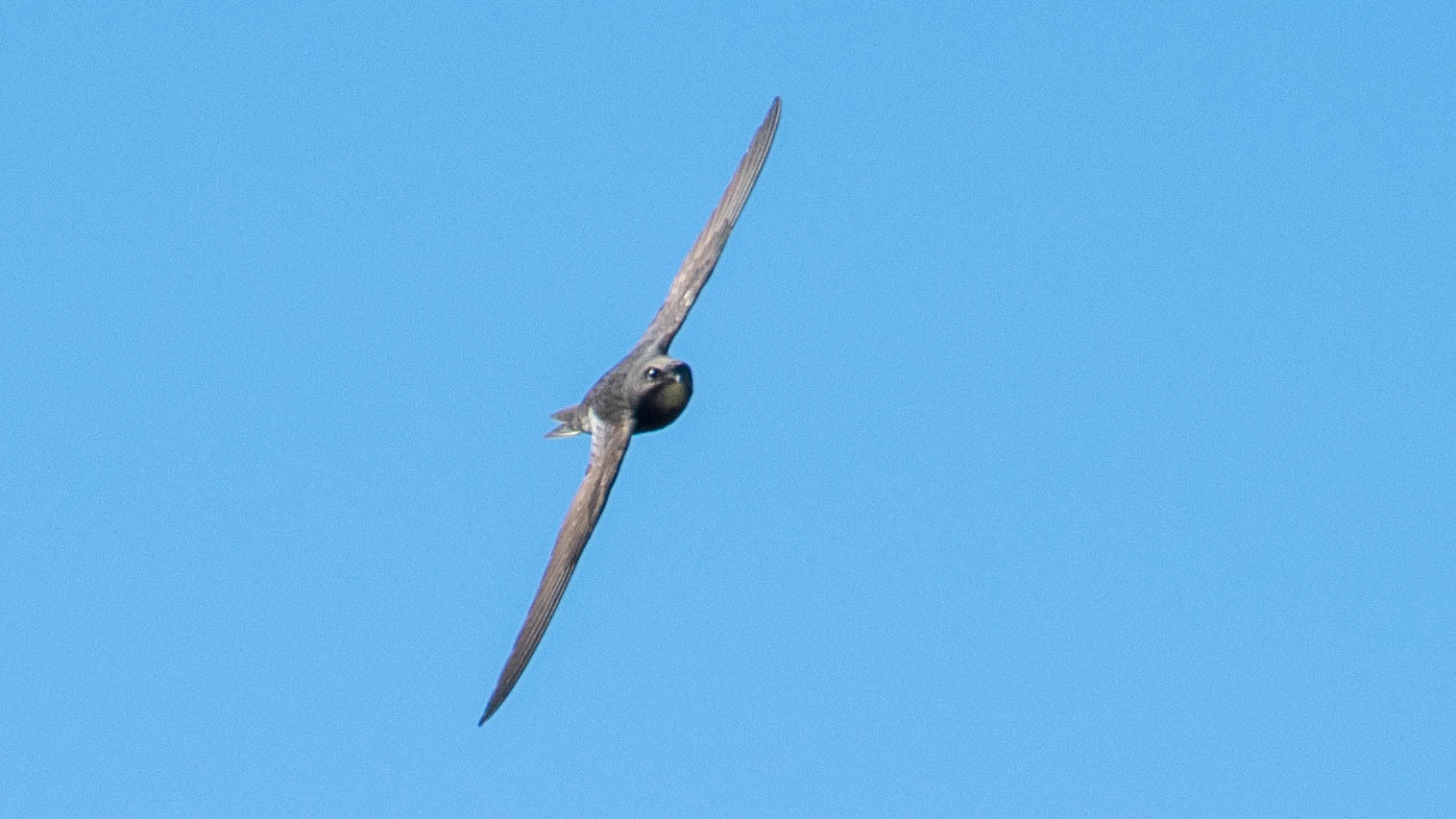Apus apus (Linnaeus, 1758)