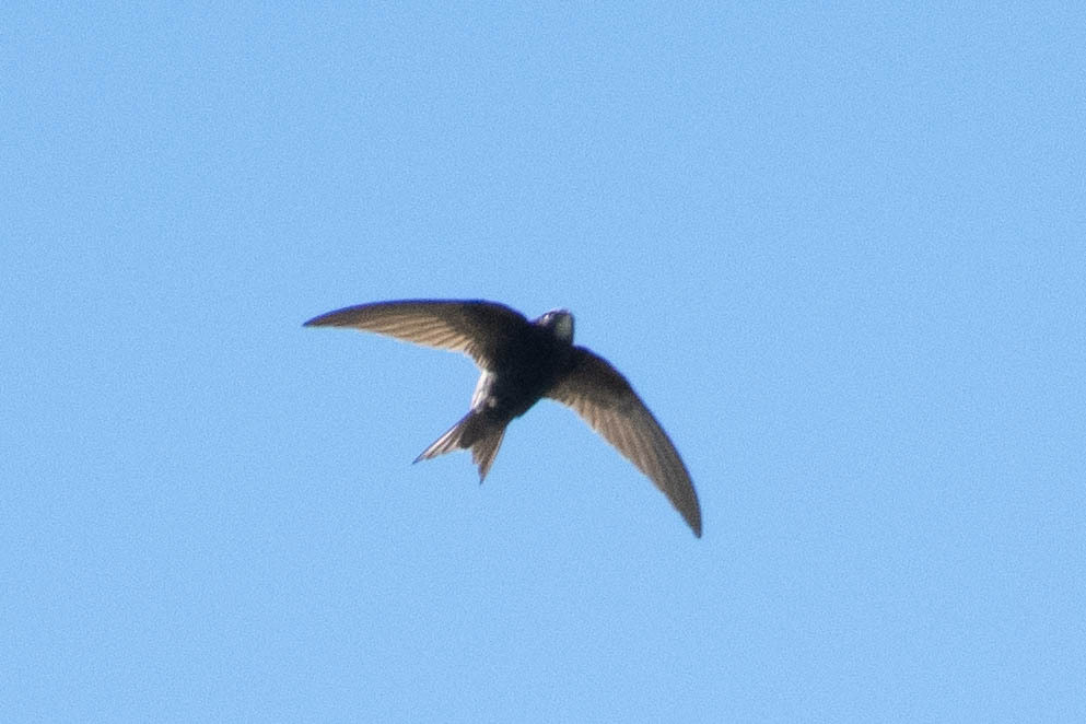 Apus apus (Linnaeus, 1758)