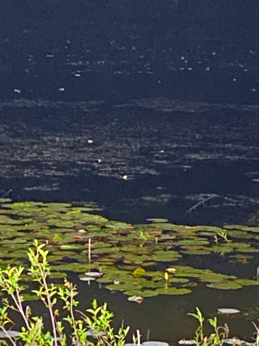 American Alligator photographed in Oklahoma