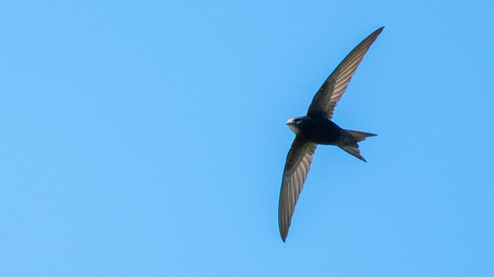 Apus apus (Linnaeus, 1758)