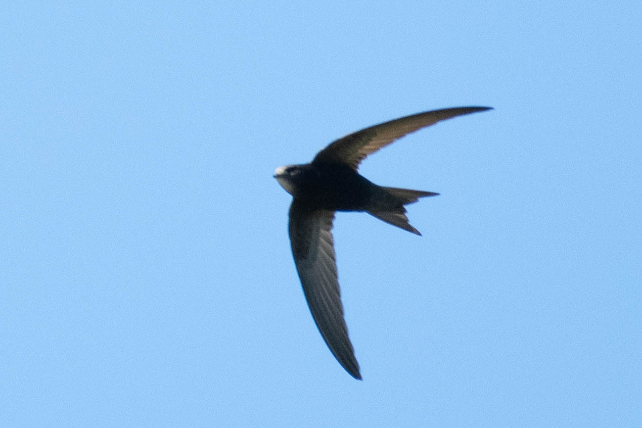 Apus apus (Linnaeus, 1758)