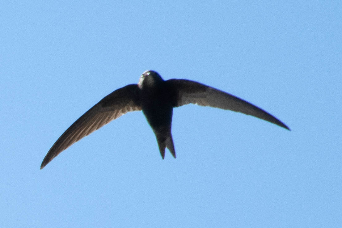 Apus apus (Linnaeus, 1758)