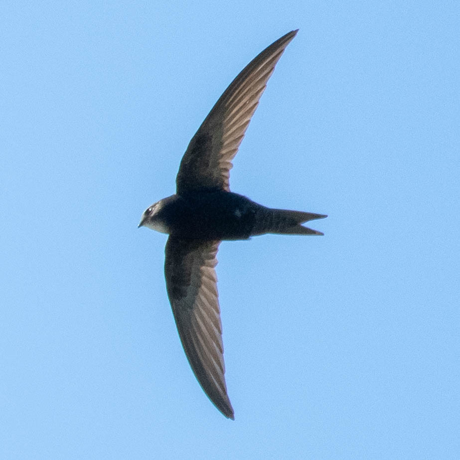 Apus apus (Linnaeus, 1758)