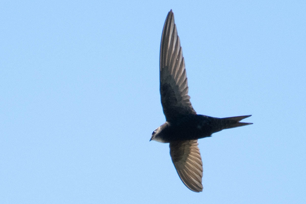 Apus apus (Linnaeus, 1758)