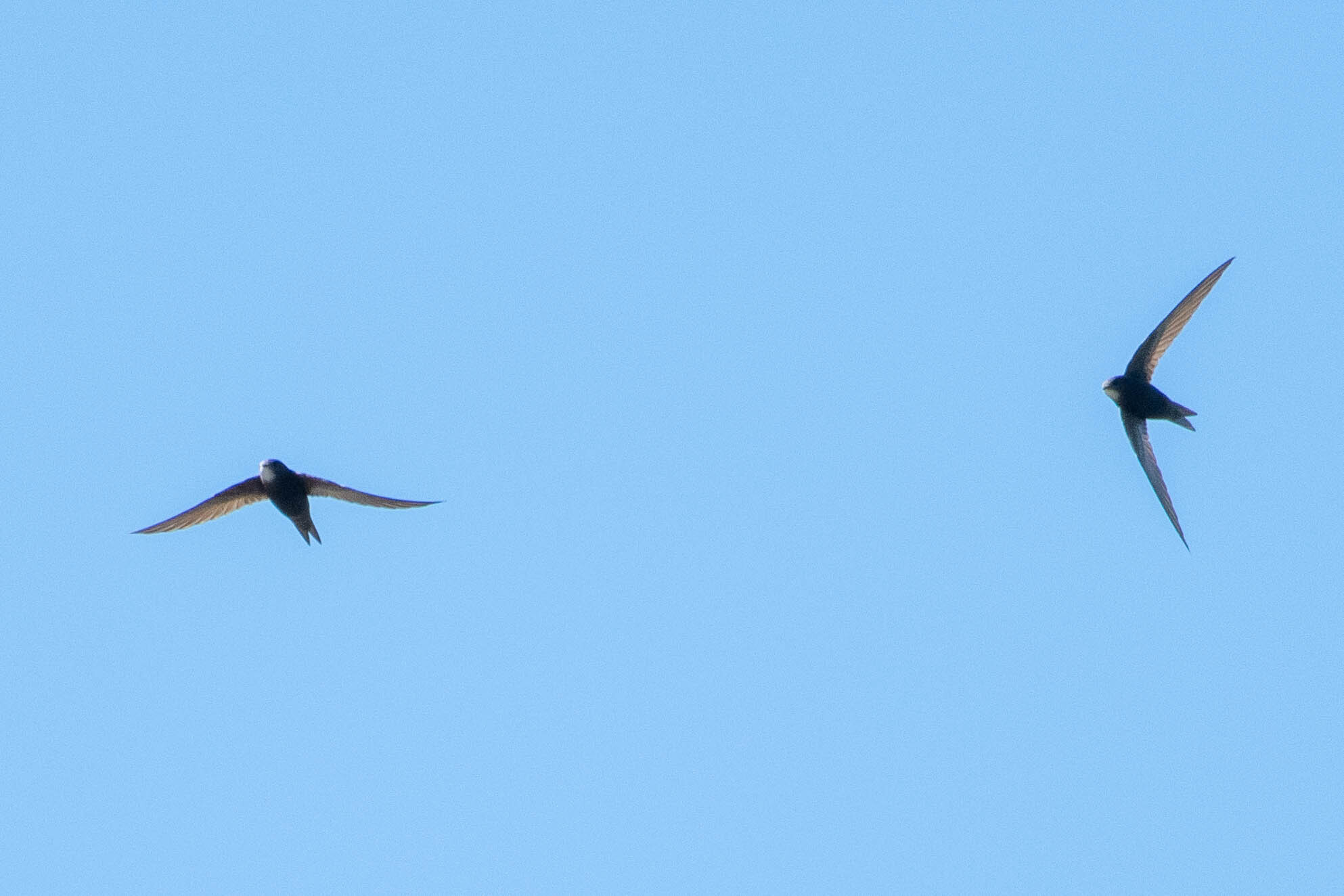 Apus apus (Linnaeus, 1758)