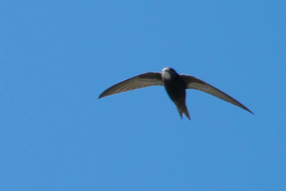 Apus apus (Linnaeus, 1758)