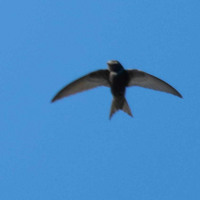 Apus apus (Linnaeus, 1758)