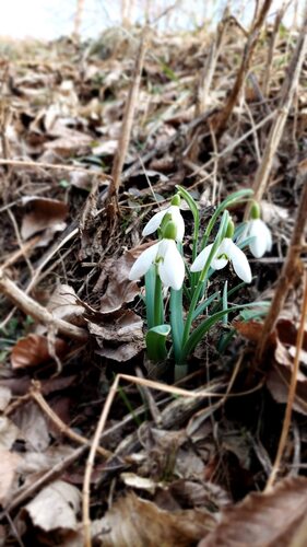 common snowdrop