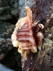 Ceratostoma foliatum image