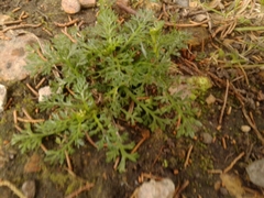 Lepidium bipinnatifidum