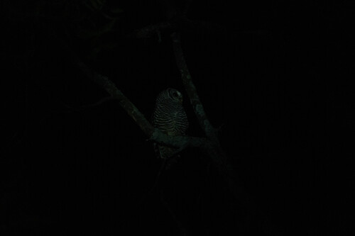 Chaco Owl (Strix chacoensis), photo 2