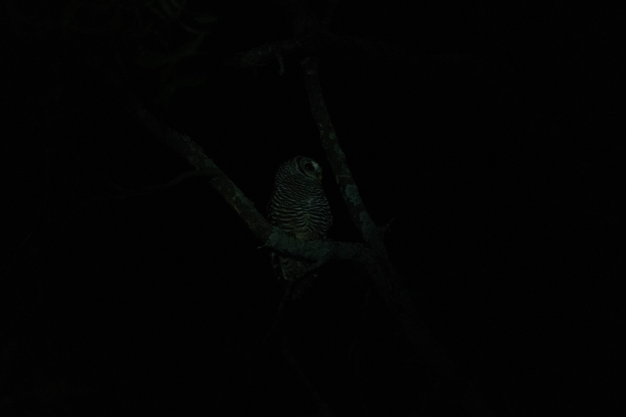 Chaco Owl (Strix chacoensis), photo 2