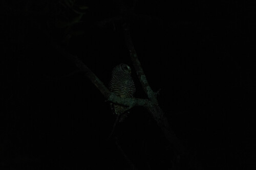 Chaco Owl (Strix chacoensis), photo 4
