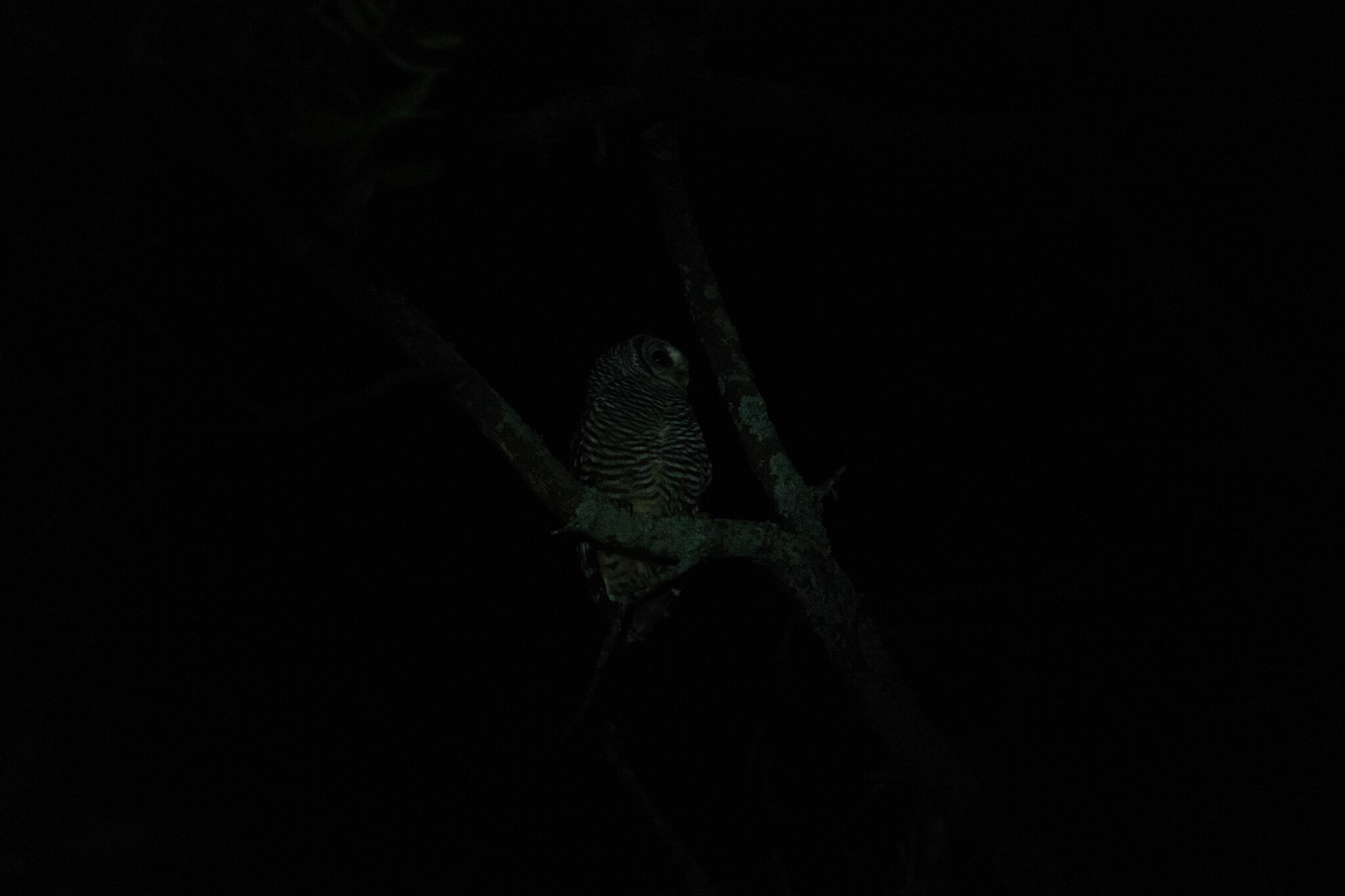 Chaco Owl (Strix chacoensis), photo 4