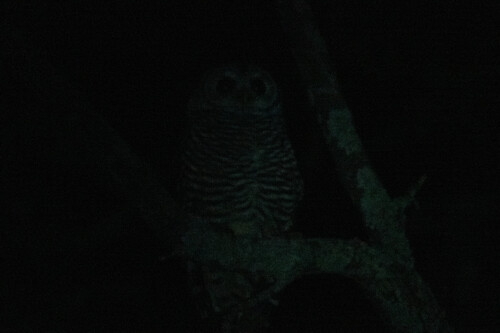 Chaco Owl (Strix chacoensis), photo 3
