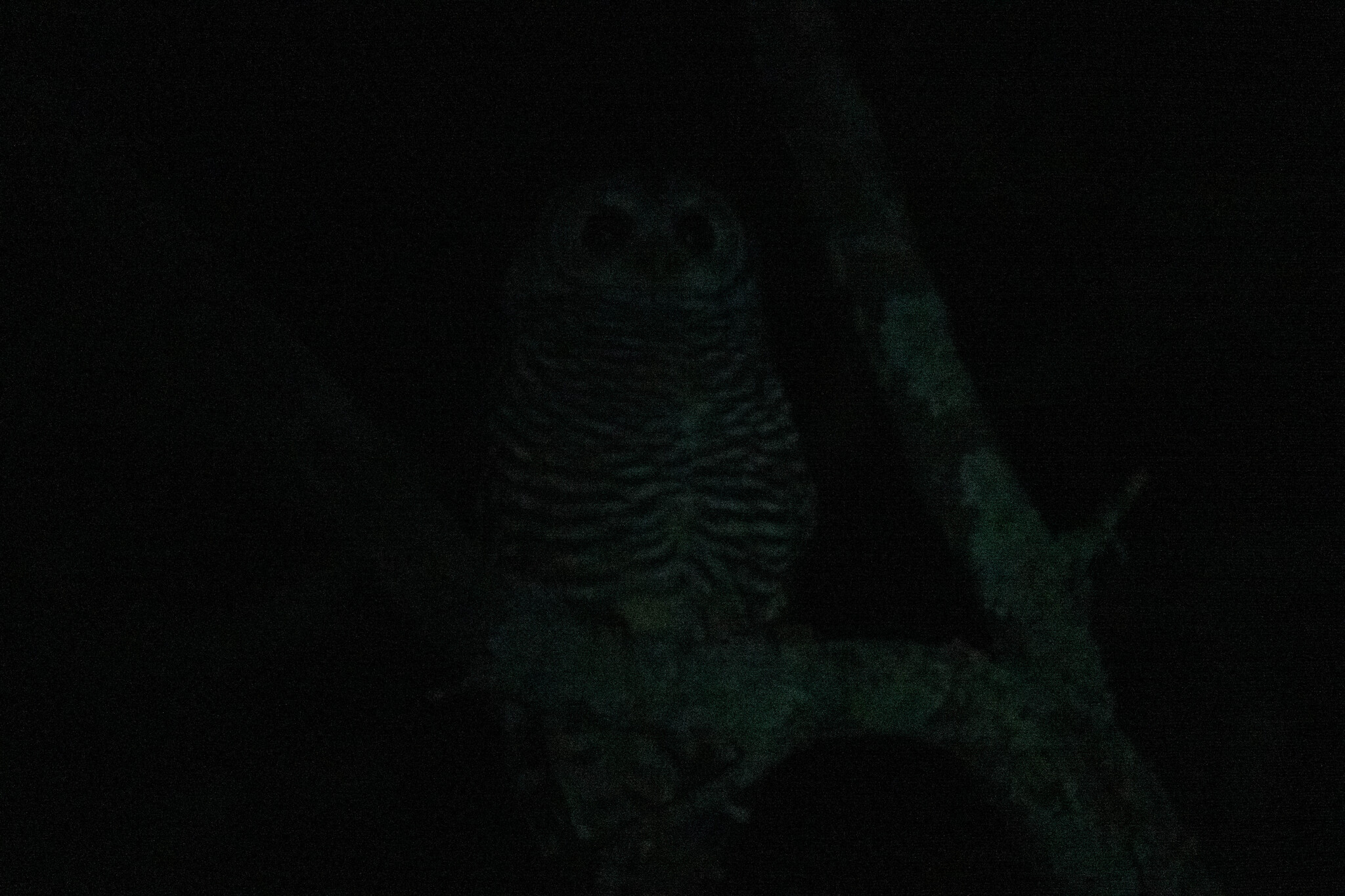 Chaco Owl (Strix chacoensis), photo 3