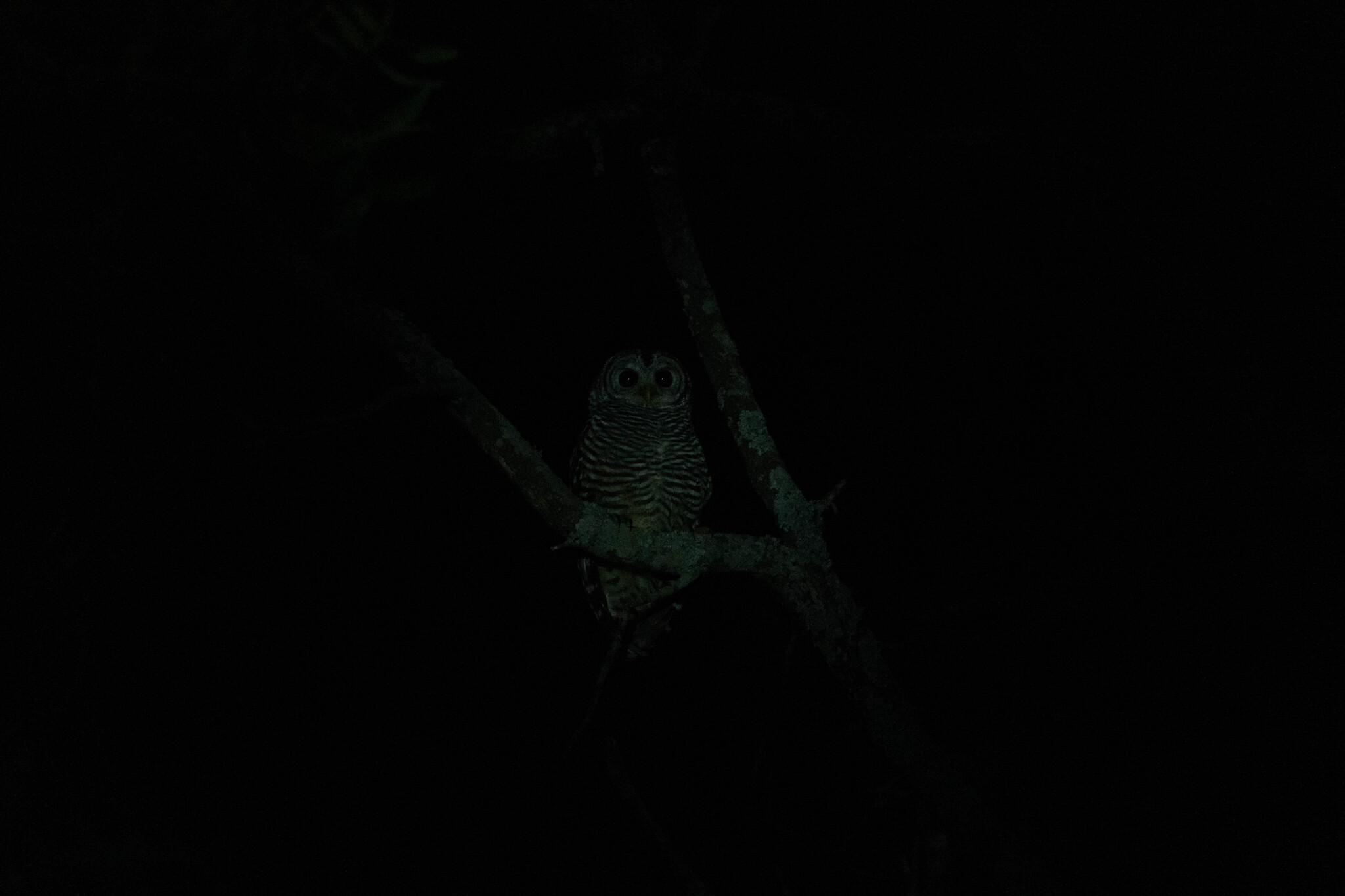 Chaco Owl (Strix chacoensis), photo 5
