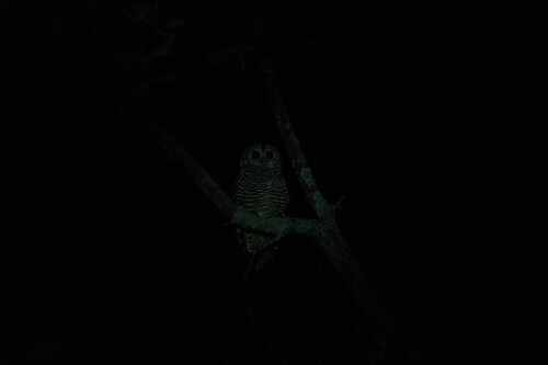 Chaco Owl (Strix chacoensis), photo 6