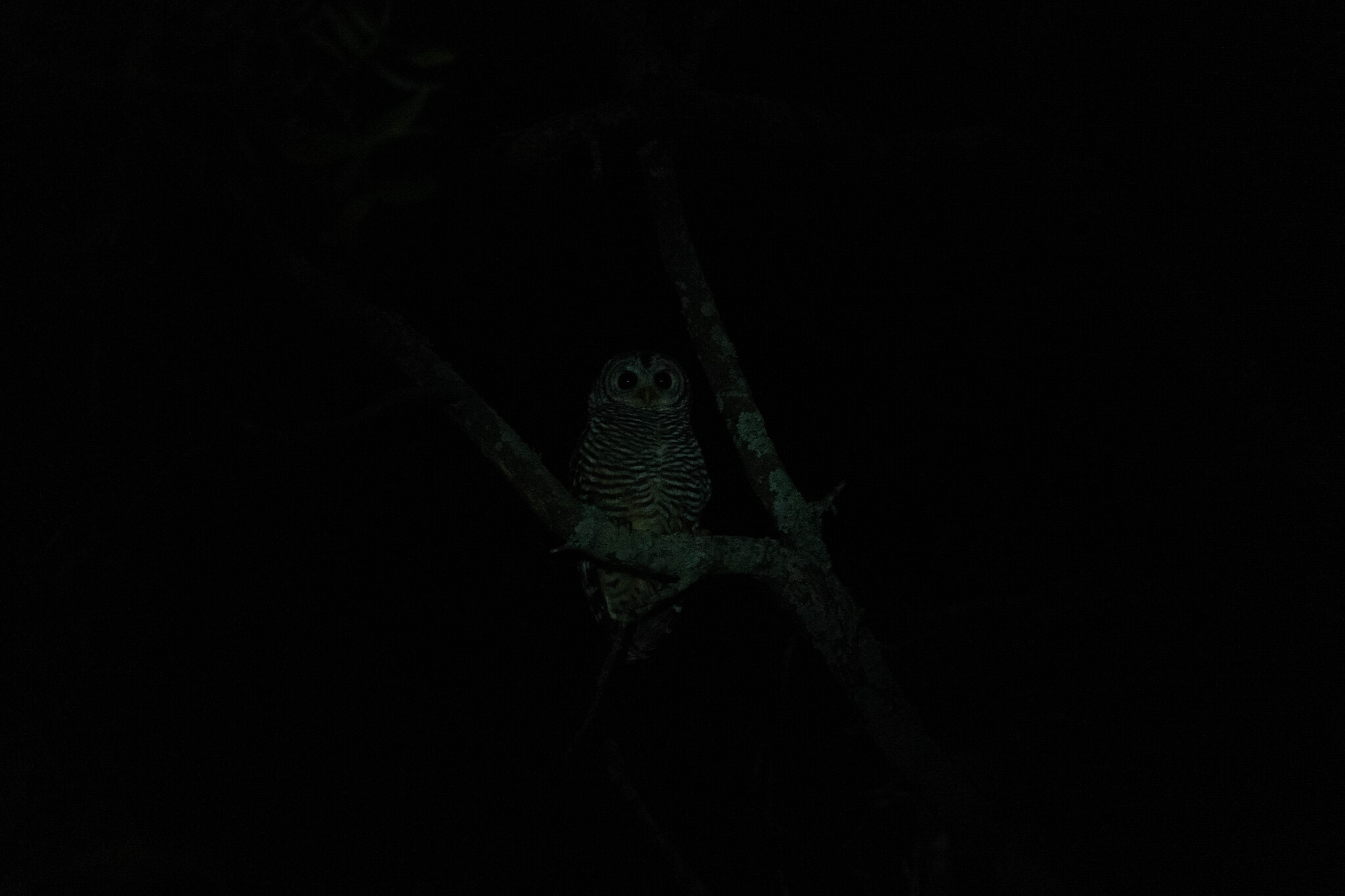Chaco Owl (Strix chacoensis), photo 6