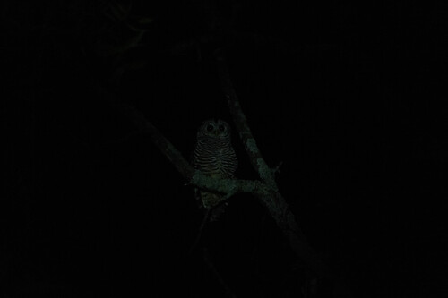 Chaco Owl (Strix chacoensis), photo 7