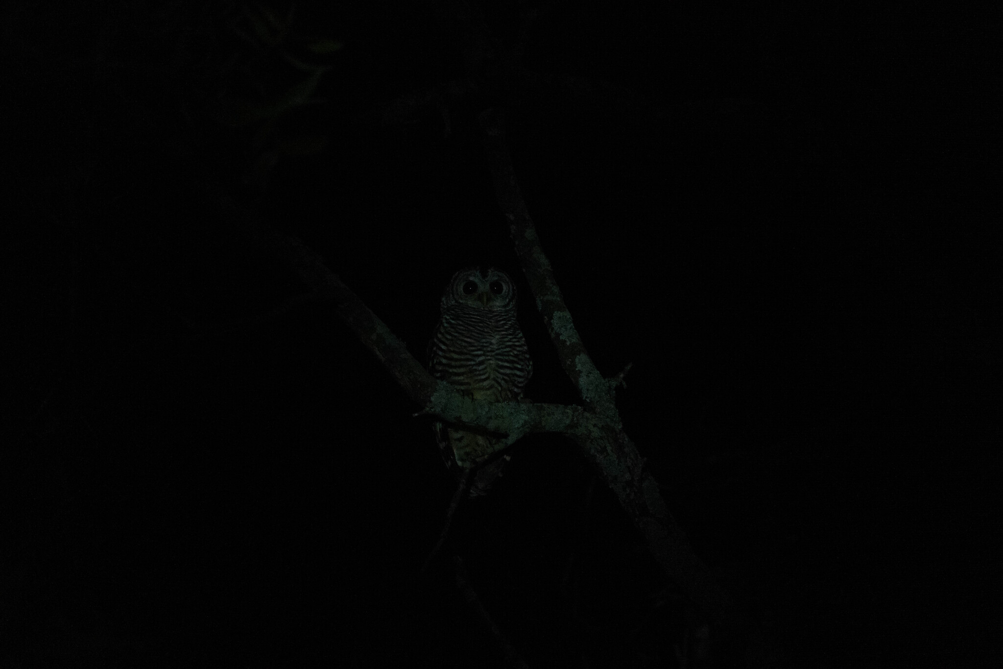 Chaco Owl (Strix chacoensis), photo 7