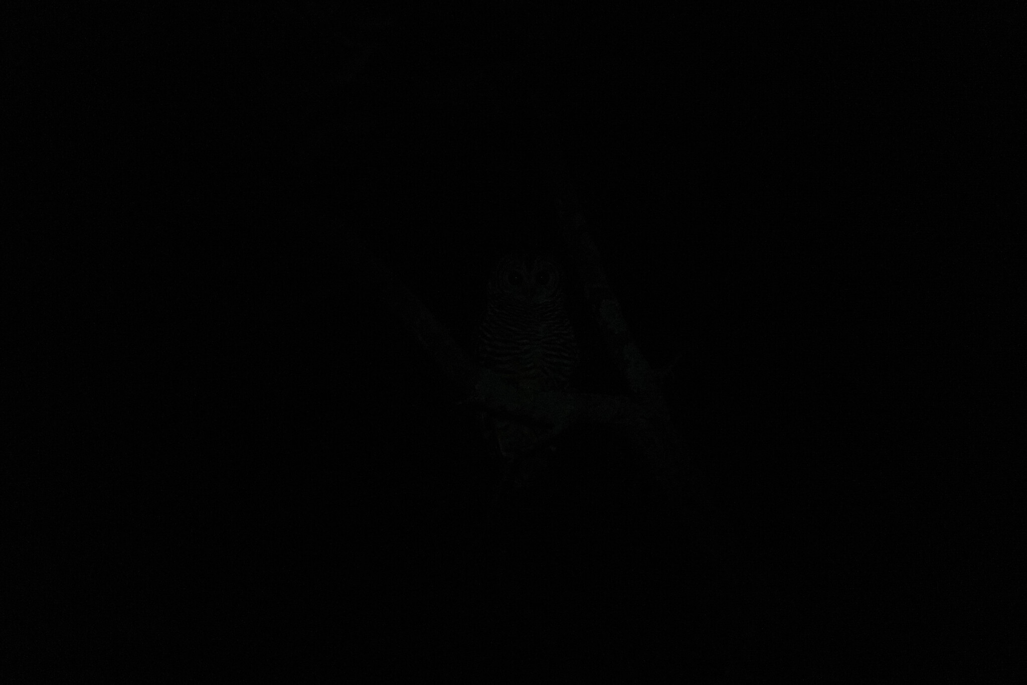 Chaco Owl (Strix chacoensis), photo 8