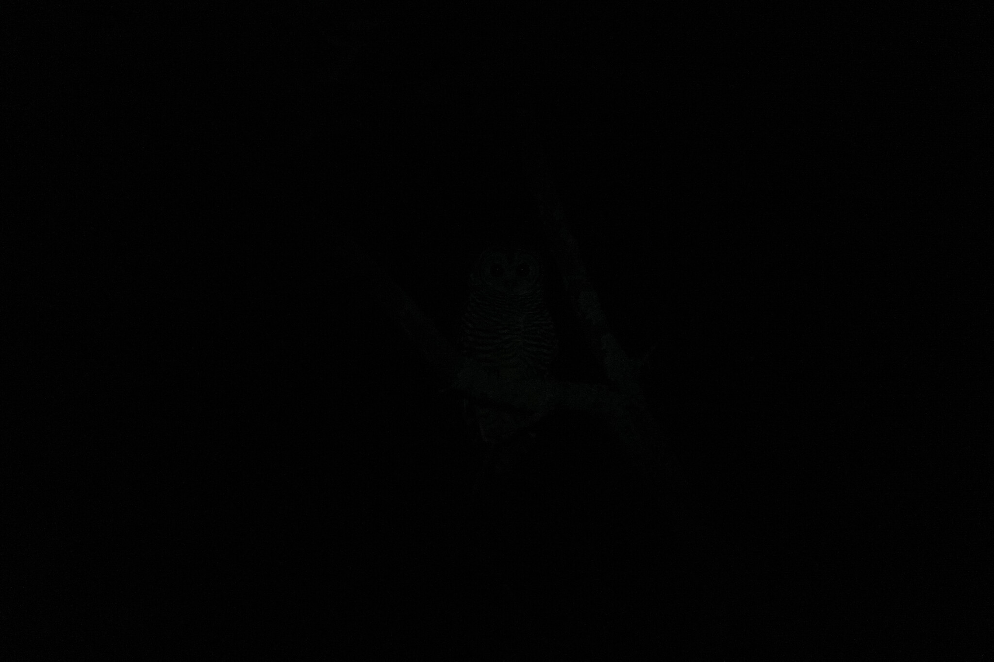 Chaco Owl (Strix chacoensis), photo 9