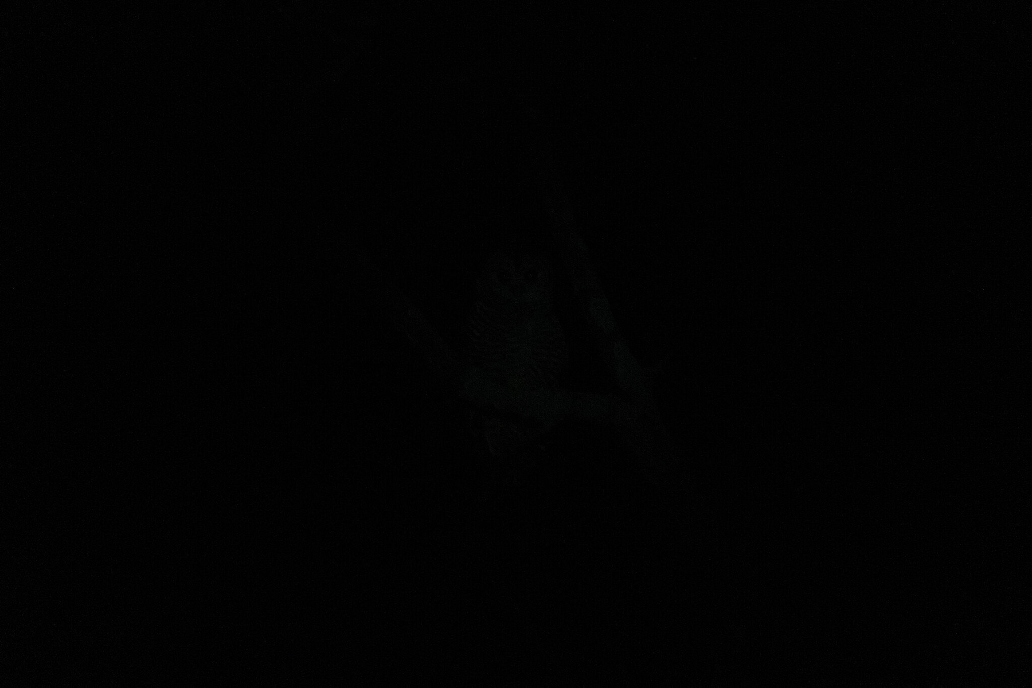 Chaco Owl (Strix chacoensis), photo 10