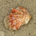 Atlantic Kitten's Paw - Photo (c) Victor W Fazio III, some rights reserved (CC BY-NC-ND), uploaded by Victor W Fazio III
