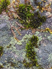 Endocarpon pallidulum