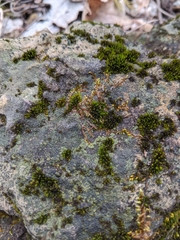 Endocarpon pallidulum