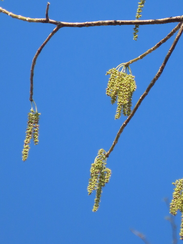 Tetrameles nudiflora, photograph 4