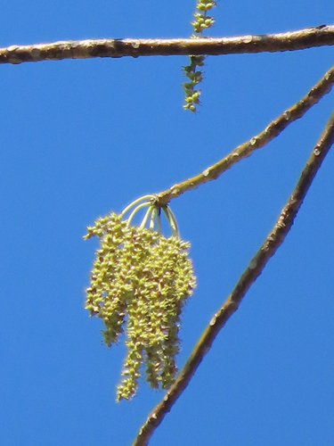 Tetrameles nudiflora, photograph 5