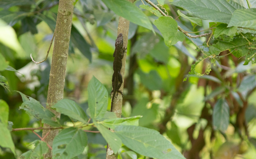 Jamaican Giant Anole