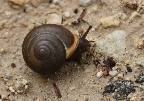 White-lip Globe Snail, Williamson County, TX, photo 10 of 10