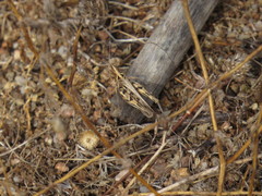 Dociostaurus jagoi occidentalis