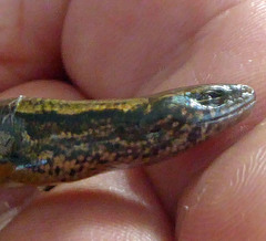 Oligosoma aeneum