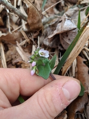 Cardamine douglassii