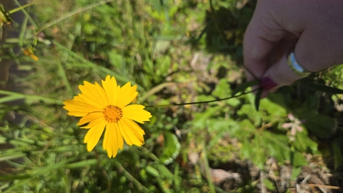 Foto de coreopsis