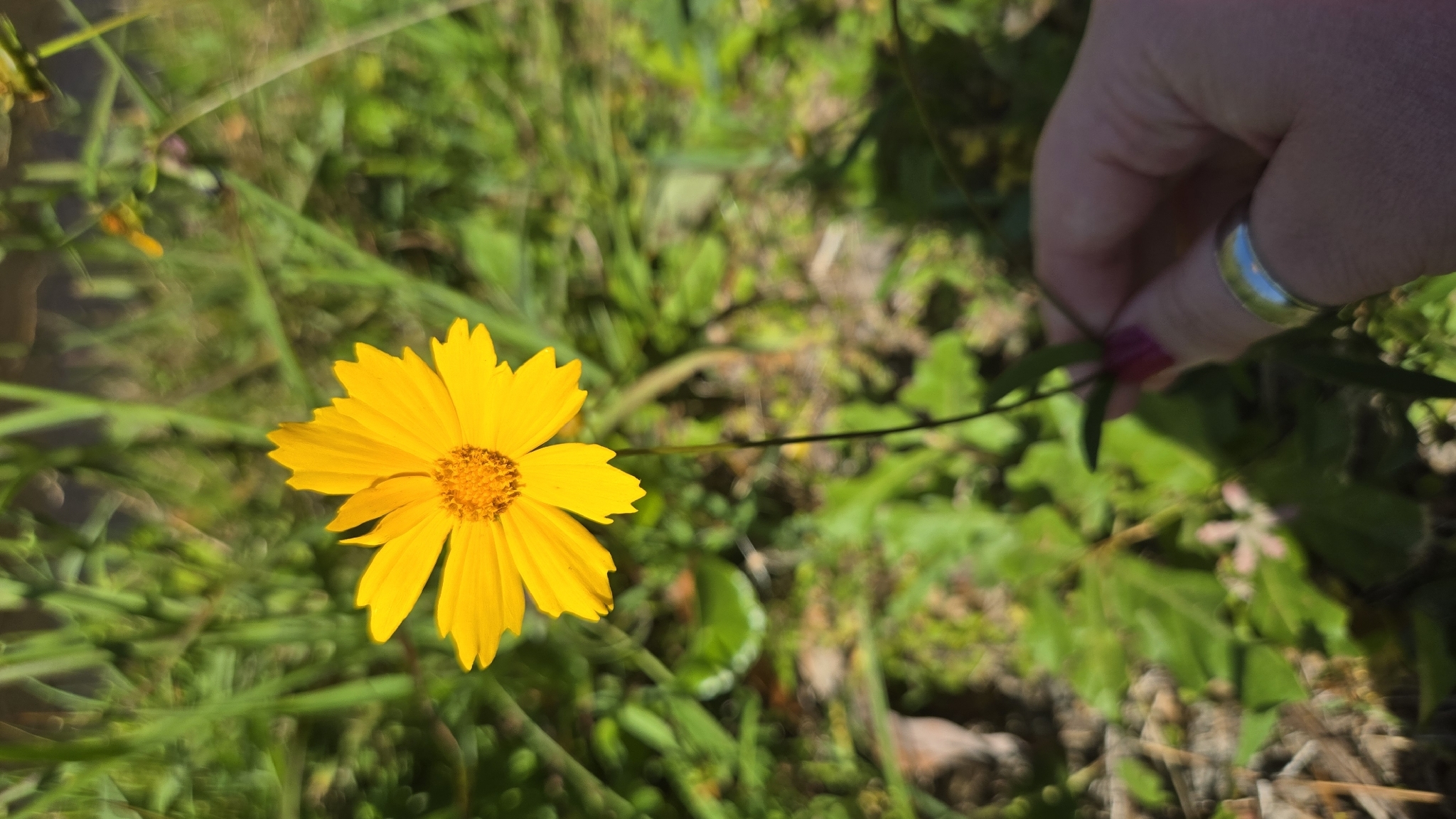 Imagem de coreopsis