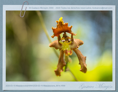 Cyrtochilum serratum