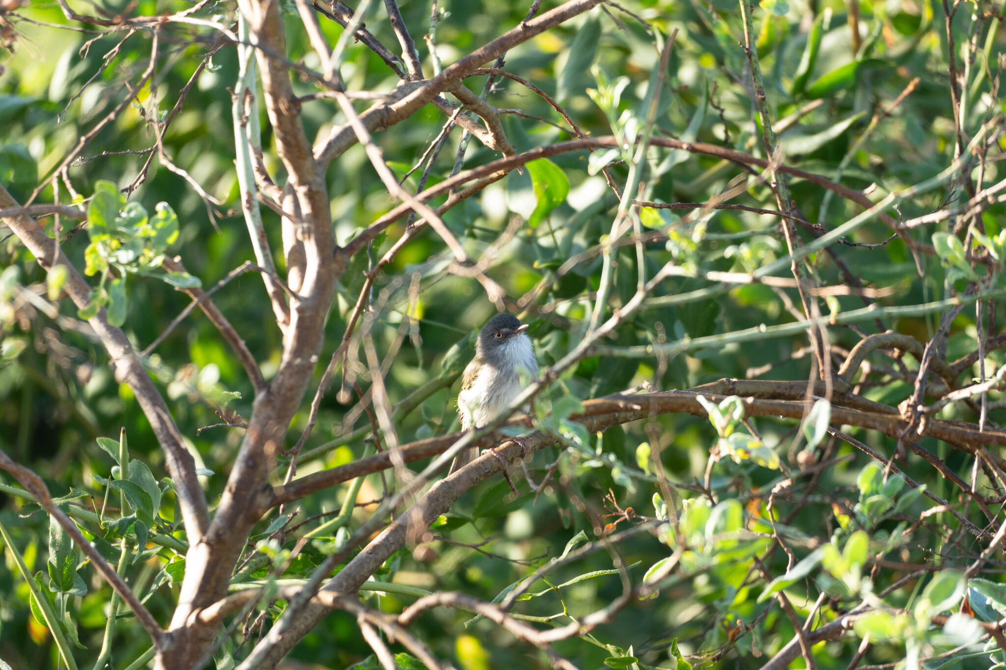 Pearly-vented Tody-Tyrant (Hemitriccus margaritaceiventer), photo 9
